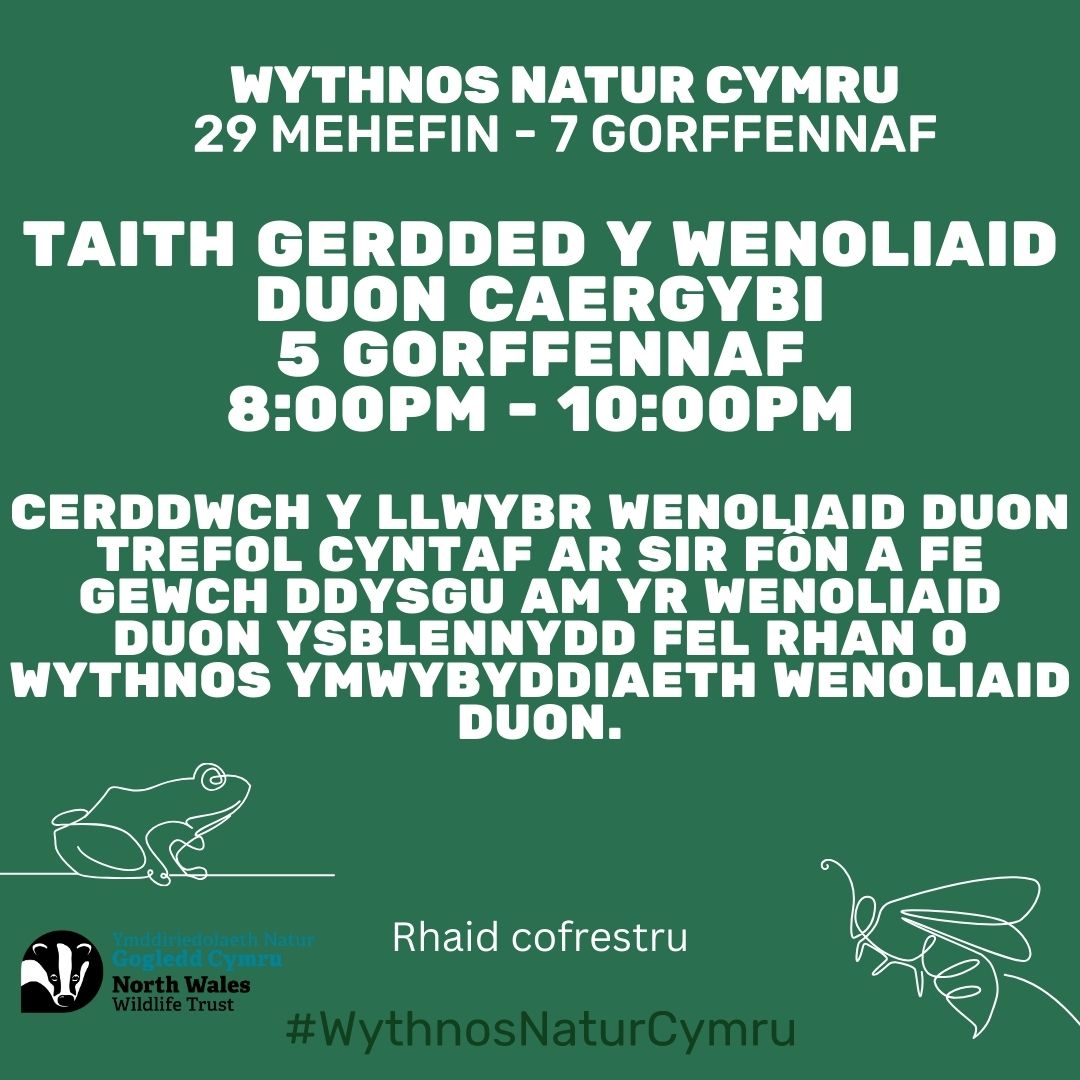 Taith gerdded y Wenoliaid Duon Caergybi